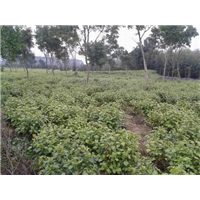 漳州苗木基地|漳州苗木供应 