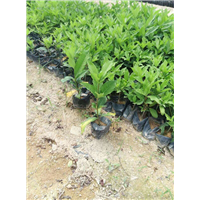 漳州柏景园林绿化苗木基地 
