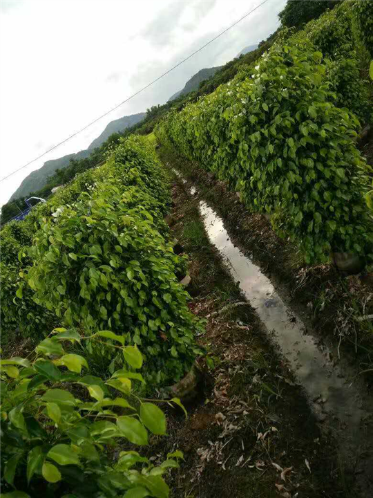 漳州垂叶榕供应、漳州园林绿化 