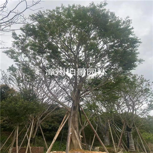 漳州柏景绿化苗木批发 