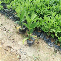 漳州盆栽供应|漳州花卉苗木批发 