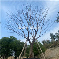 漳州绿化树苗批发 