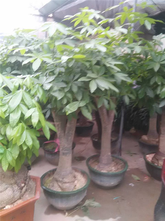 漳州苗木_漳州绿化苗木_漳州花卉 