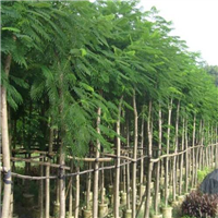 福建绿化苗木 
