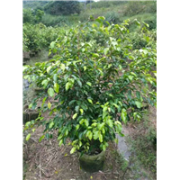 漳州绿化苗木批发 