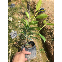 漳州苗木供应┃漳州苗木基地┃漳州苗木批发 