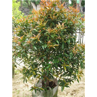 漳州盆栽批发#漳浦花卉苗木 