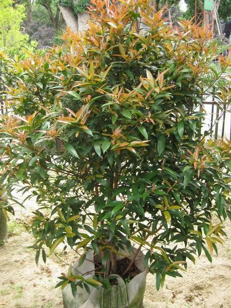 漳州盆栽批发#漳浦花卉苗木 