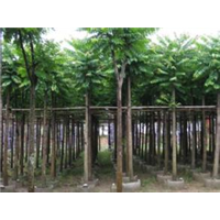 漳州黄金榕-漳州红花继木 