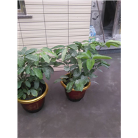 漳州苗木网|福建苗木网 