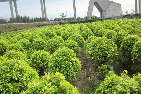 漳州苗木基地 