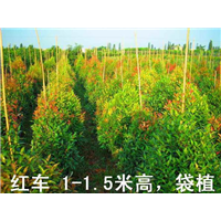 漳浦花卉苗木批发 