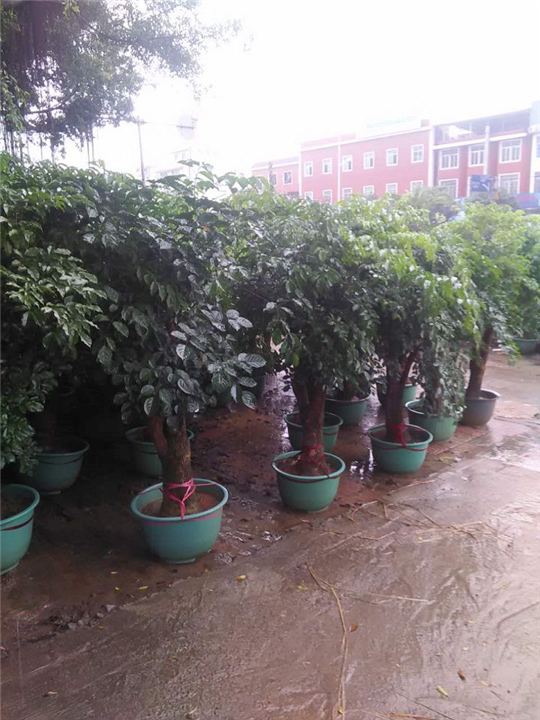 福建漳州哪里有卖地被苗 