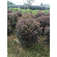 漳州盆栽供应|漳州花卉苗木基地 