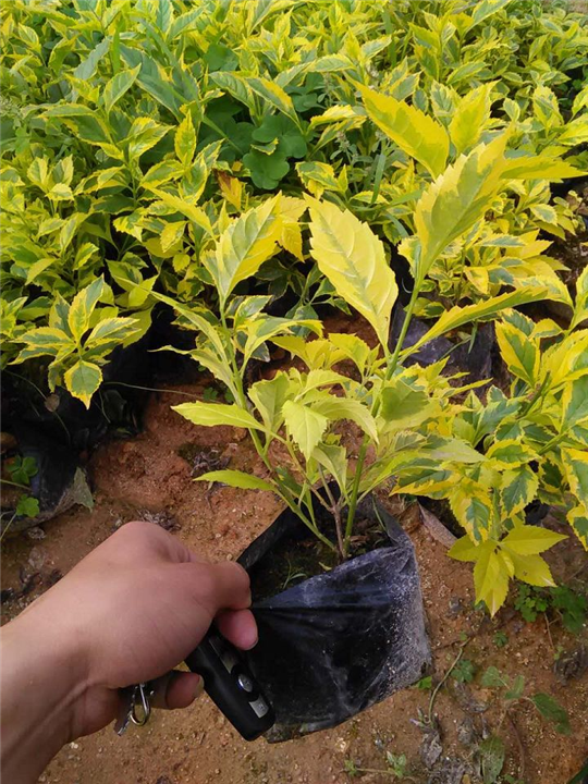 漳州苗木网|漳州黄金榕苗木批发 