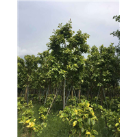 福建地被苗|漳州地被苗 