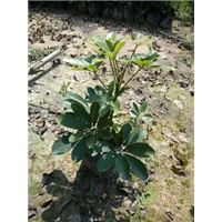 漳州桂花树苗出售|漳州桂花种苗批发 