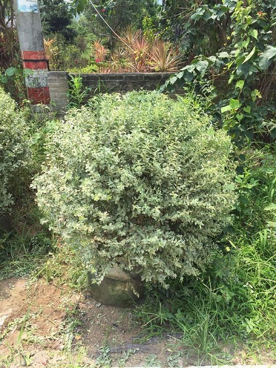 漳州苗木_漳州绿化苗木_漳州花卉 