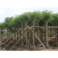 漳州苗木基地哪家好 