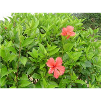 漳州花木市场 