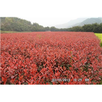 漳州红叶石楠小苗 