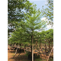 福建香樟树苗#漳州园林绿化 