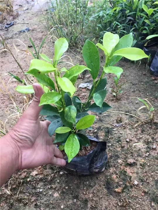 漳州苗木供应|漳州苗木批发 