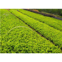 漳州景观苗木|厦门绿化苗木 