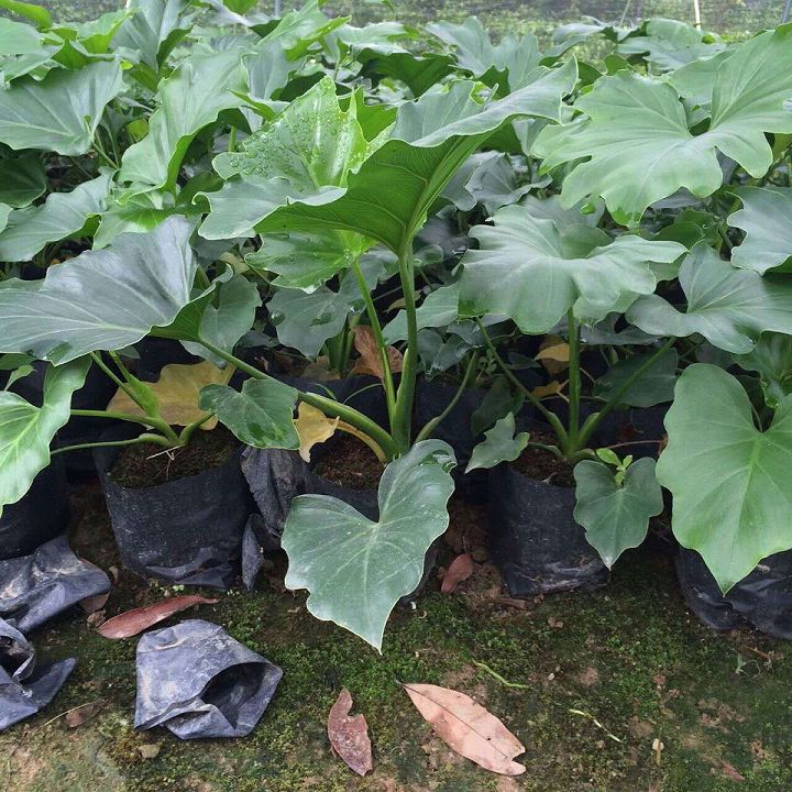 漳州地被苗批发 
