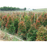 漳州盆栽批发#漳浦花卉苗木 