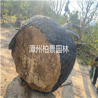 漳州哪有卖绿化苗木 