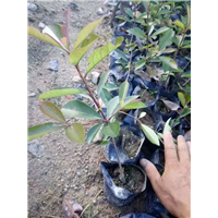 漳州地被|漳州凤凰木基地 