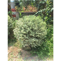漳州苗木_漳州绿化苗木_漳州花卉 