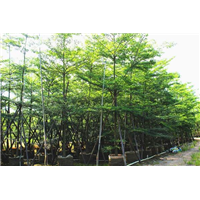 福建香樟树苗#漳州园林绿化 