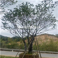 漳州苗木基地 