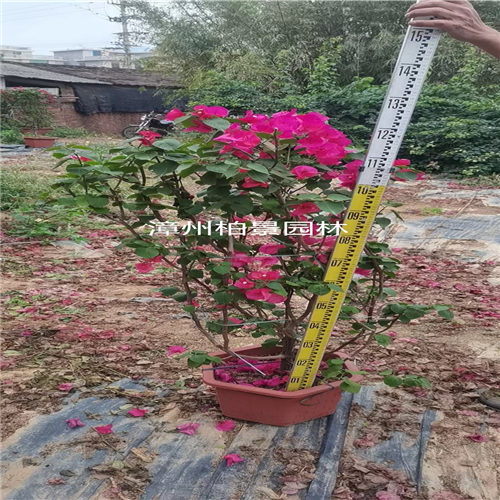 漳州盆栽盆景批发 
