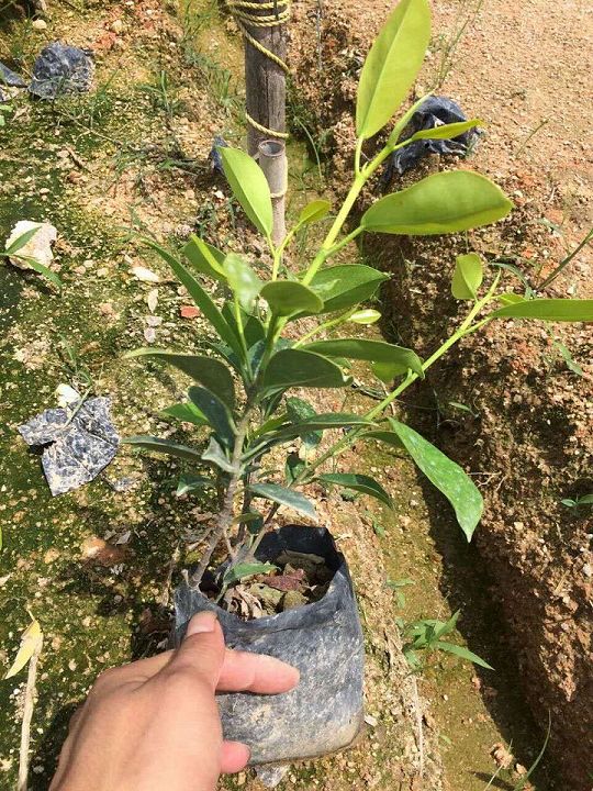 漳州苗木供应┃漳州苗木基地┃漳州苗木批发 