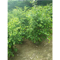 漳州垂叶榕|漳州苗木基地 