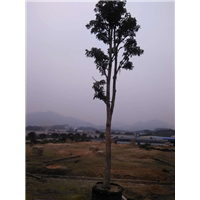 漳州苗木基地￥漳州地被苗 