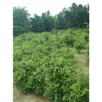 漳州绿化苗木【漳州柏景园林】 