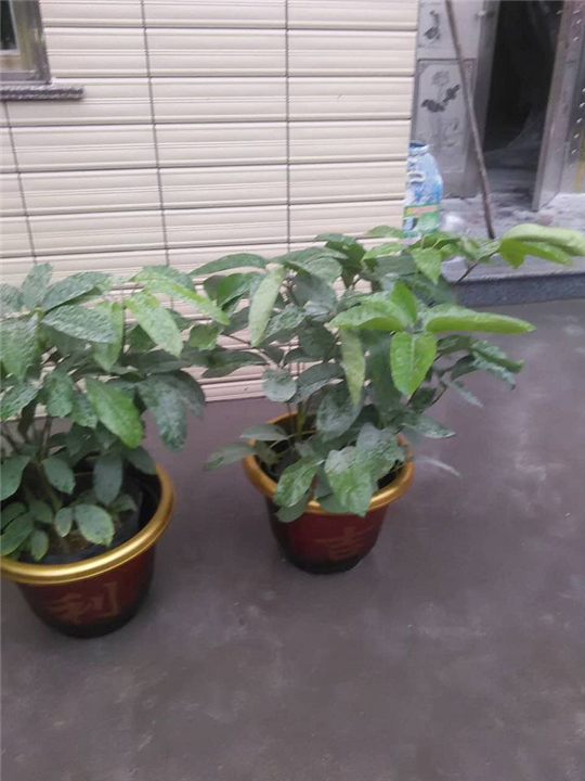 漳州苗木网|福建苗木网 
