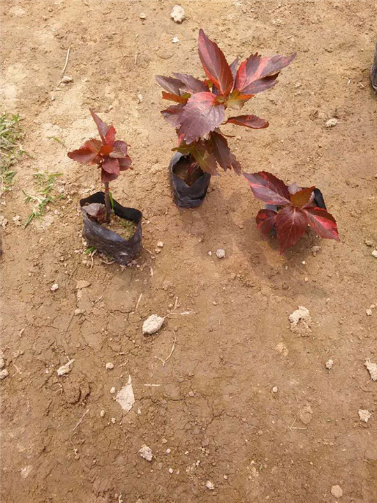 漳州苗木_漳州绿化苗木_漳州花卉 