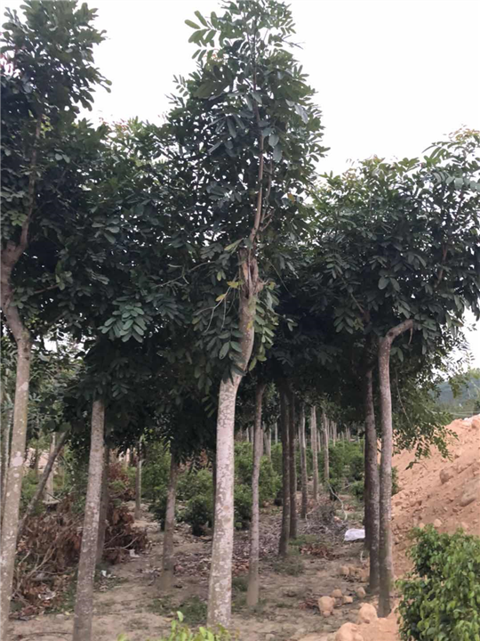 漳州园林绿化苗木 