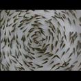 湖南销售鱼苗/鳙鱼苗 
