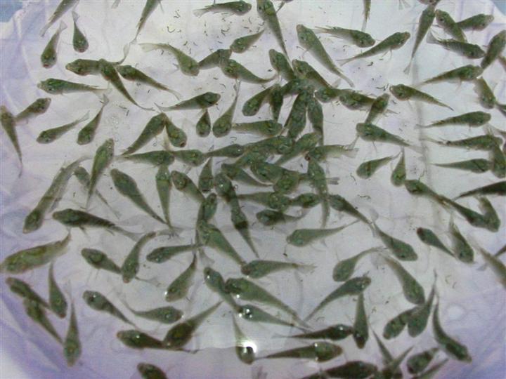 湖南鱼苗养殖/鲢鱼苗 