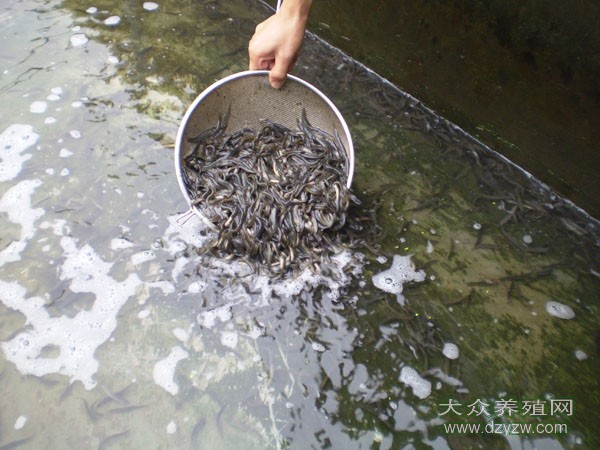 湖南销售鱼苗|湖南供应鱼苗
