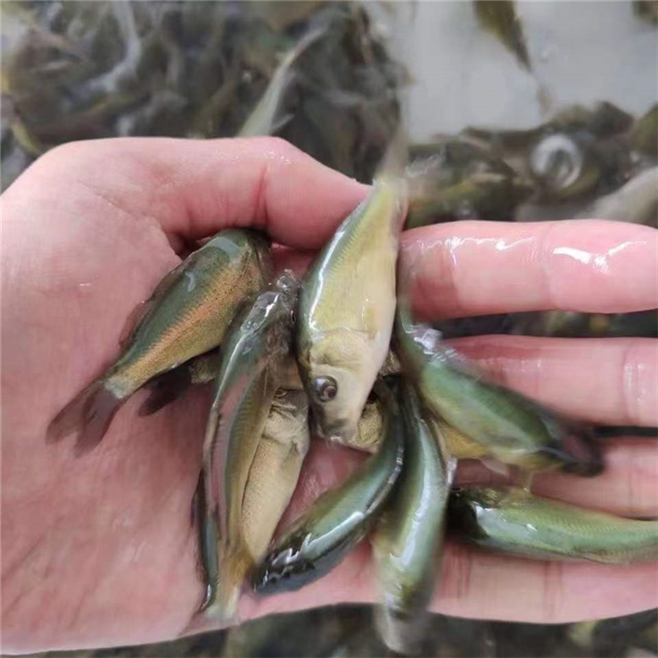 湖南鱼苗