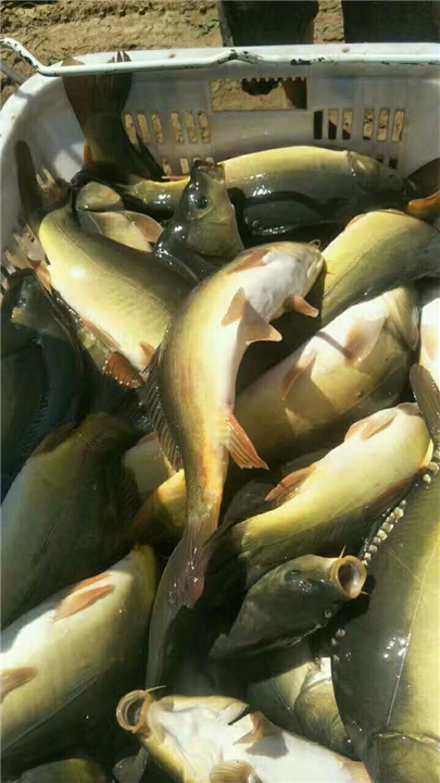 湖南特色黄颡鱼价格