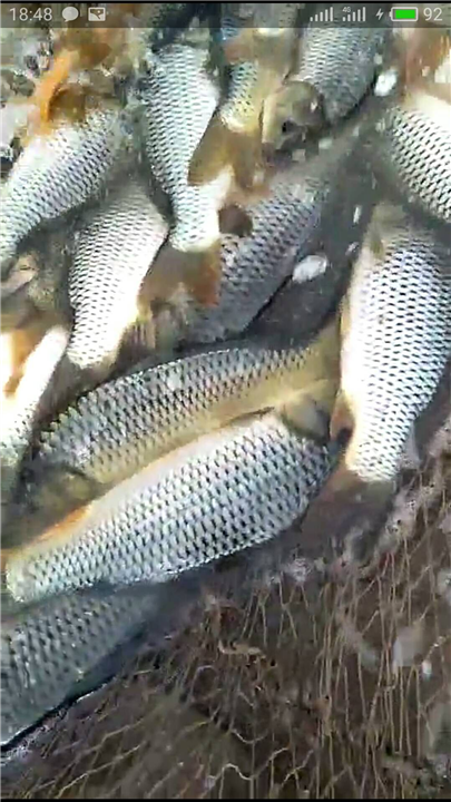 湖南鱼苗价格，鱼苗养殖