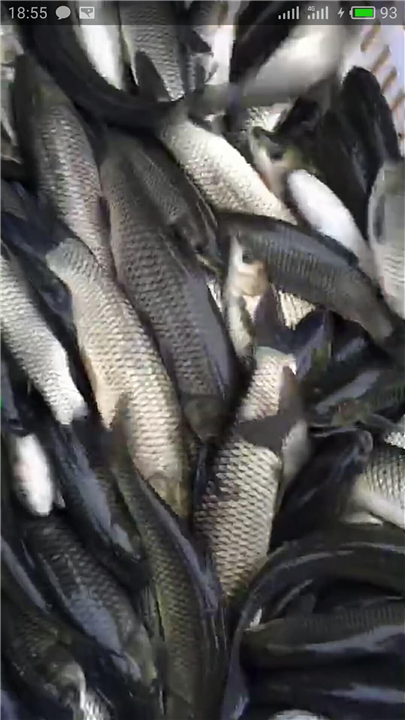 湖南鱼苗批发 